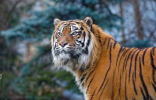 Golden Triangle Tour with Ranthambore