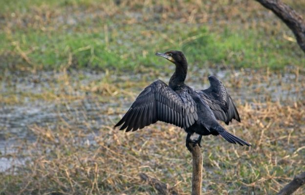 5 Days Bharatpur Birdwatching & Wildlife Tour