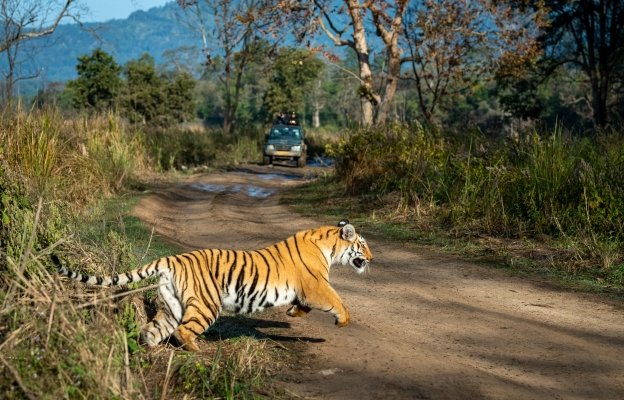 5 Days Jim Corbett Tiger Safari & Wildlife Adventure