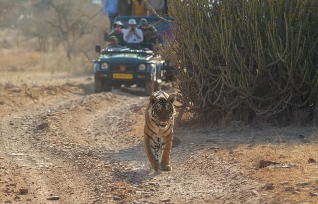 5 Days Ranthambore Tiger Safari & Wildlife Tour