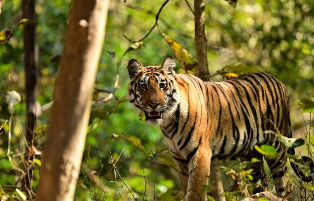 15 Days Central India Tiger Safari & North India Heritage Tour
