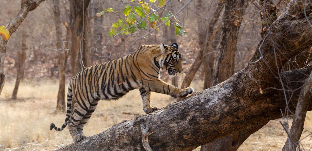 Golden Triangle Tour with Ranthambore